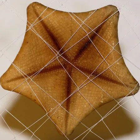 Dolce Estate Appartamento